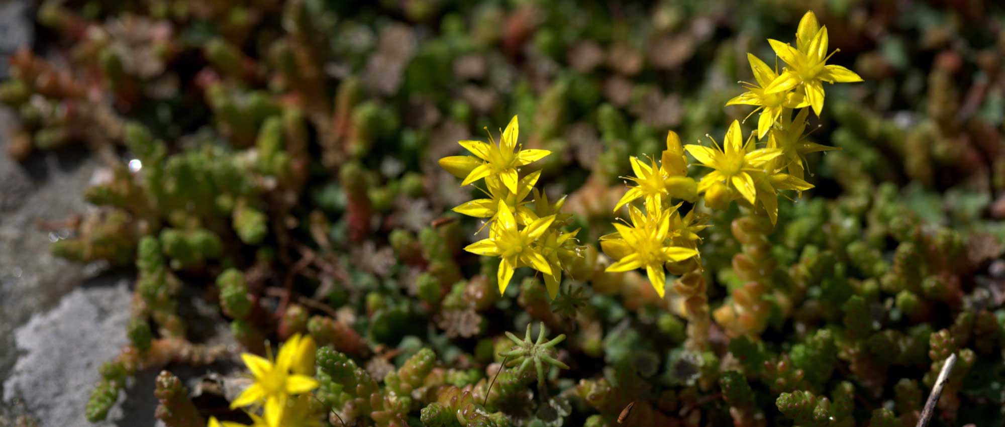 Sedum of vetkruid: welke variëteit kiezen?