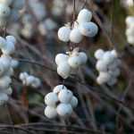 Sneeuwbes: planten, snoeien en onderhouden
