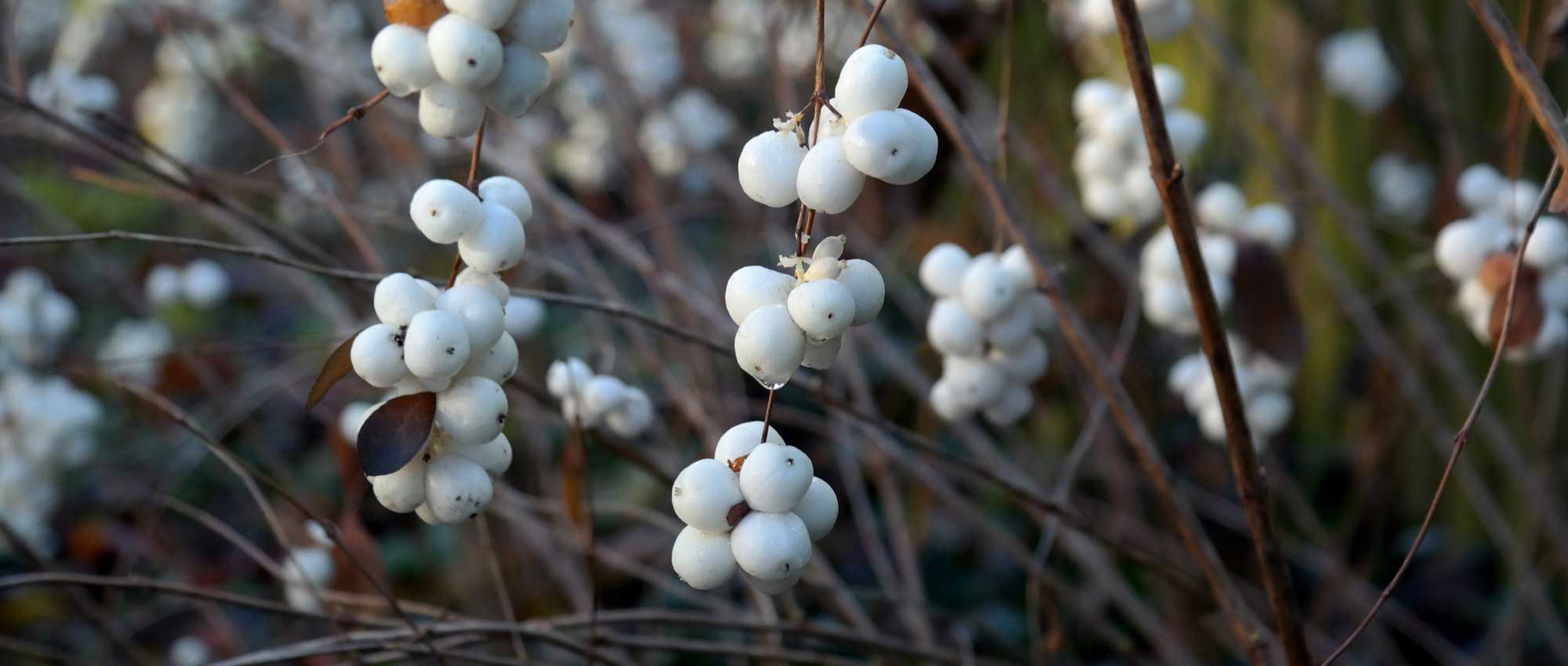 Sneeuwbes: planten, snoeien en onderhouden