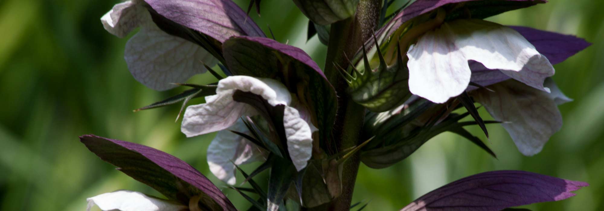 Akant planten, telen en verzorgen