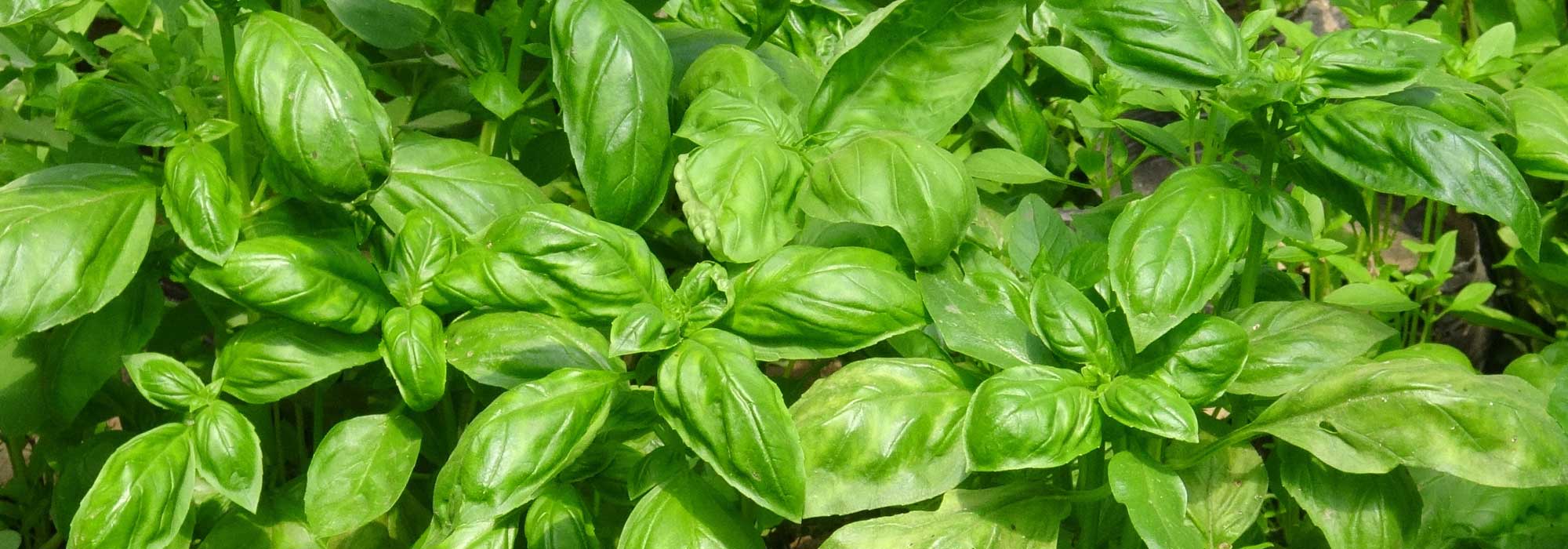 Basilicum: zaaien, planten, telen
