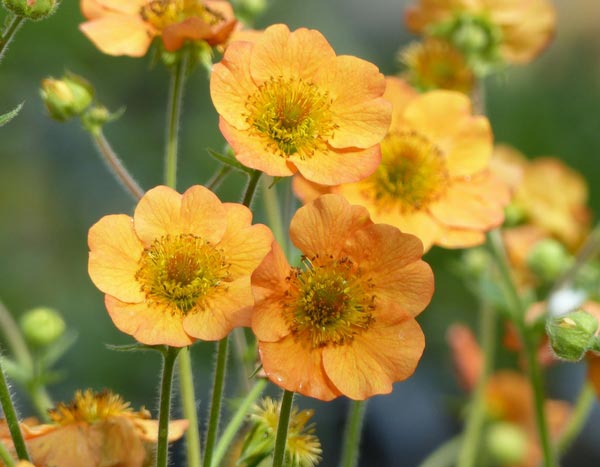 Nagelkruid of Geum: een charmante vaste plant om te herontdekken!