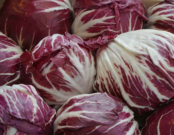 Cichorei, een salade om (opnieuw) te ontdekken in de moestuin!