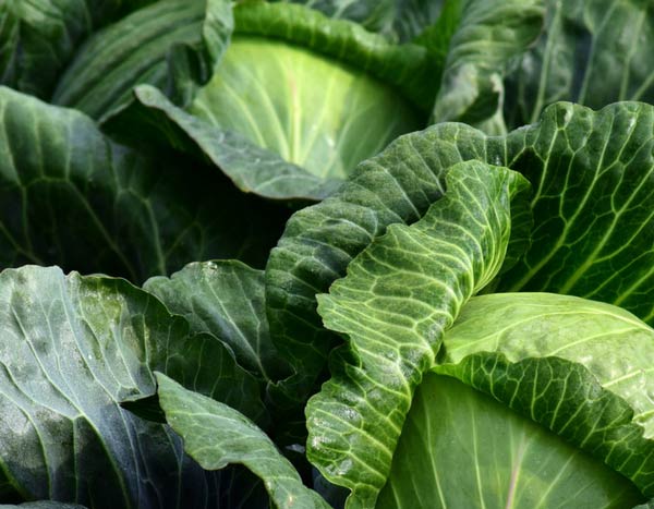 7 groenten om aan het einde van de zomer in de moestuin te zaaien