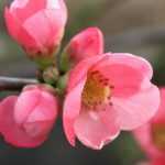 Japanse sierkwee: planten, snoeien en onderhouden