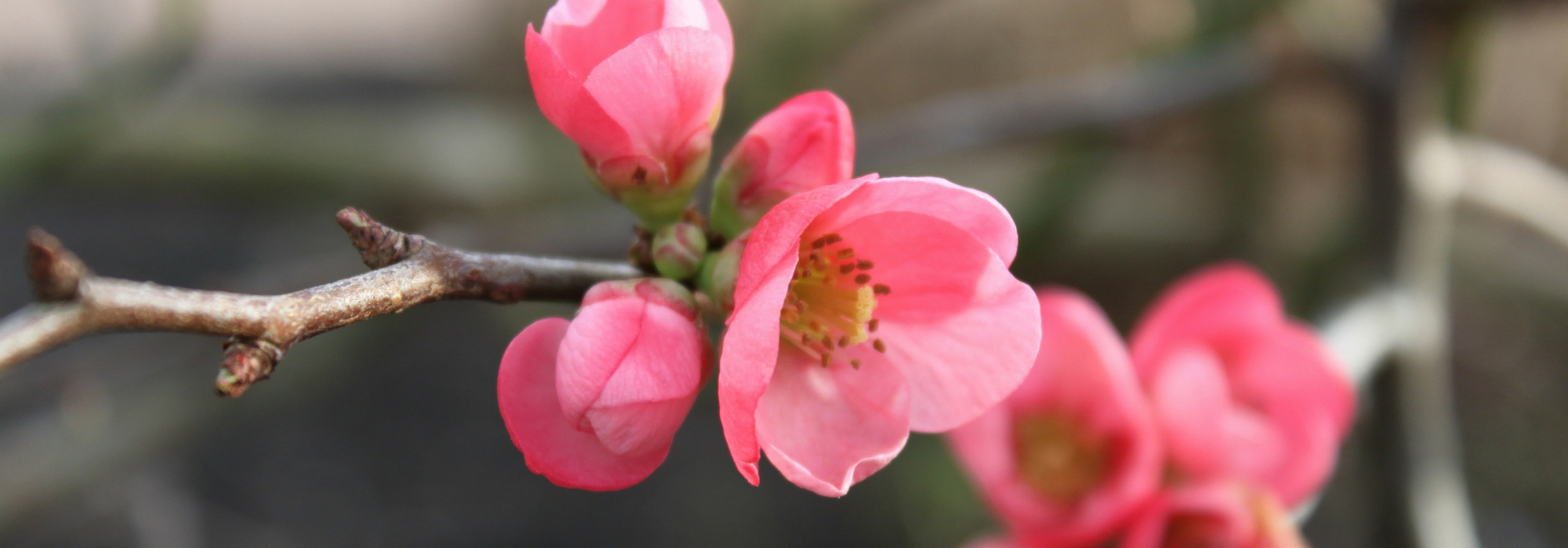 Japanse sierkwee: planten, snoeien en onderhouden