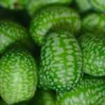 Cucamelon: een miniwatermeloen met de smaak van komkommer