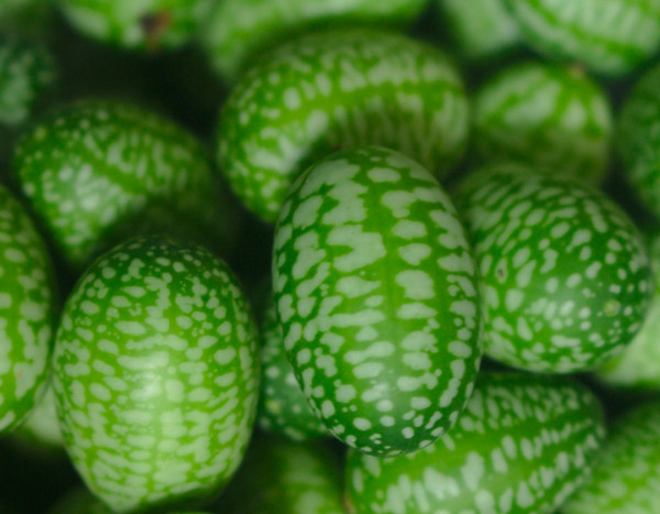 Cucamelon: een miniwatermeloen met de smaak van komkommer