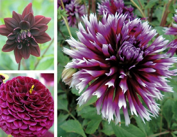 Dahlia's zijn terug: het bewijs in 3 sferen