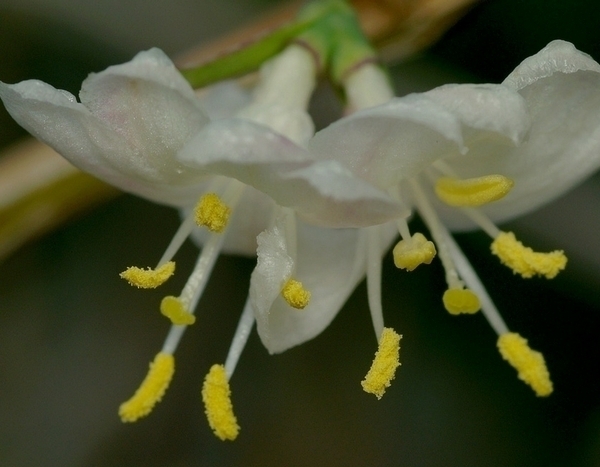 Winterbloei in je tuin
