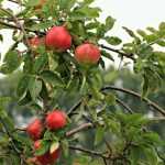 Fruitbomen kiezen: vormen en rassen