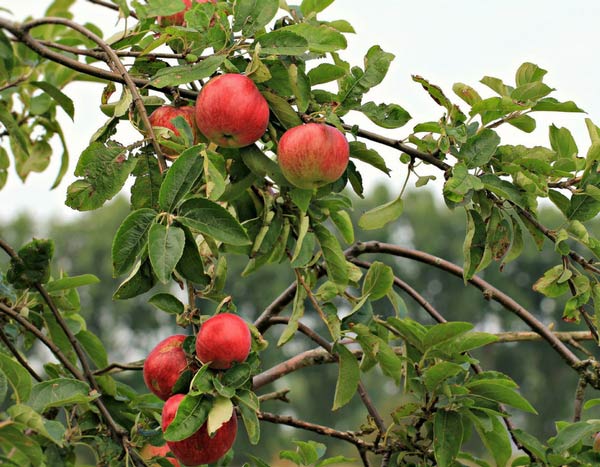 Fruitbomen kiezen: vormen en rassen