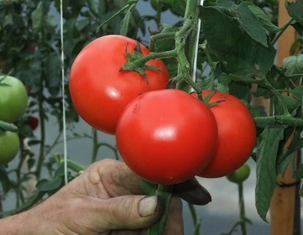 Laat de tomaten vrij! Kies je partij...