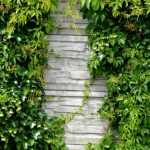 Een muur in de tuin: ideeën om hem te bekleden