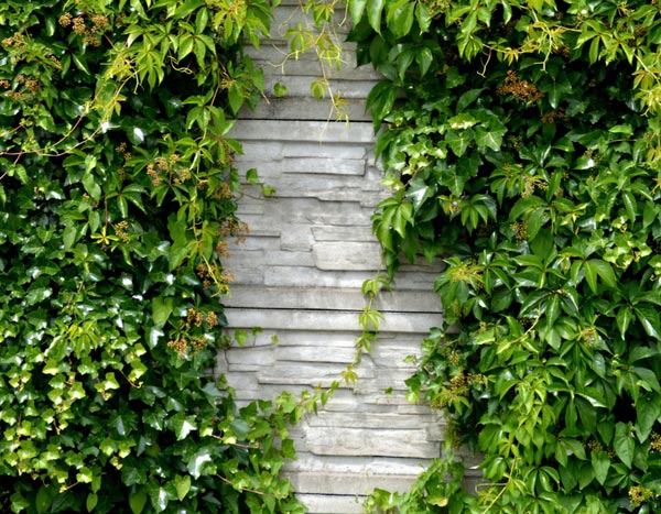 Een muur in de tuin: ideeën om hem te bekleden