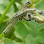 Groot koolwitje bestrijden in de biologische moestuin
