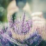 10 tips om foto's van je tuin en bloemen te verpesten