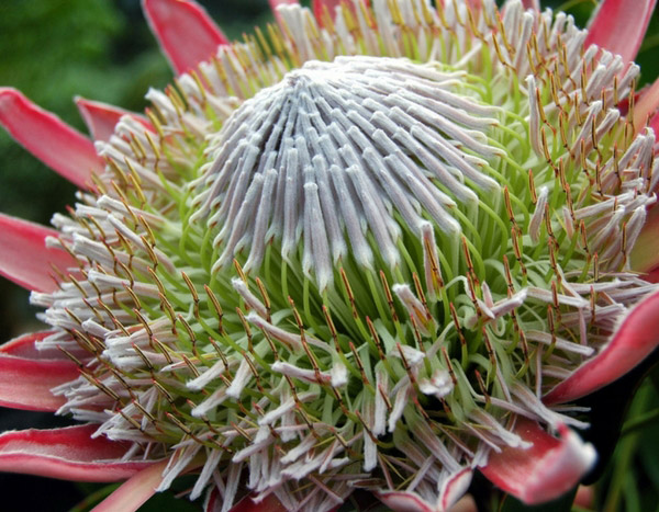 Mediterrane planten: waar komen ze echt vandaan?