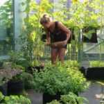 Moestuin op het balkon: 15 minigroenten bij uitstek geschikt