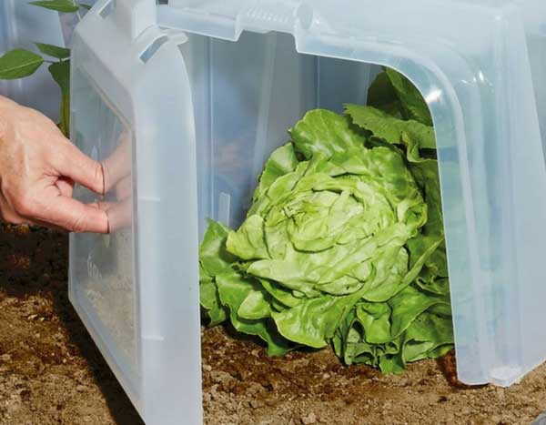 Moestuin: zaai en gewassen beschermen tegen kou