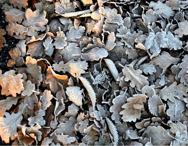Moestuin in de winter: 4 stappen om de bodem te beschermen en de grond voor te bereiden