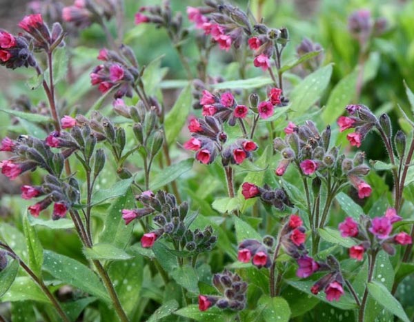 Longkruid: een bodembedekkende vaste plant voor je tuin!