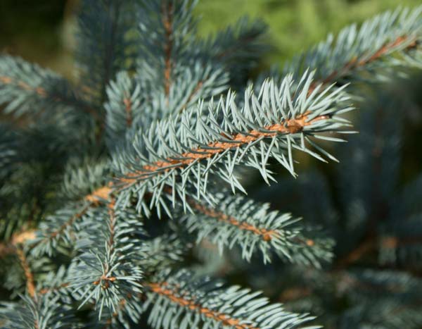 Wat te doen met je kerstboom na de feestdagen?