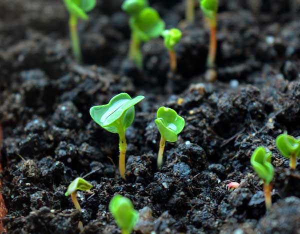 Groenten: biologische zaden, F1-hybriden of gewone zaden… Wat kies je?