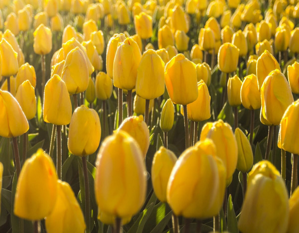 In 5 lessen je tulpen laten mislukken