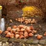 Bollen planten: 7 praktische en handige tips!