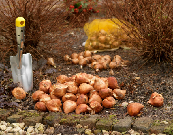 Bollen planten: 7 praktische en handige tips!