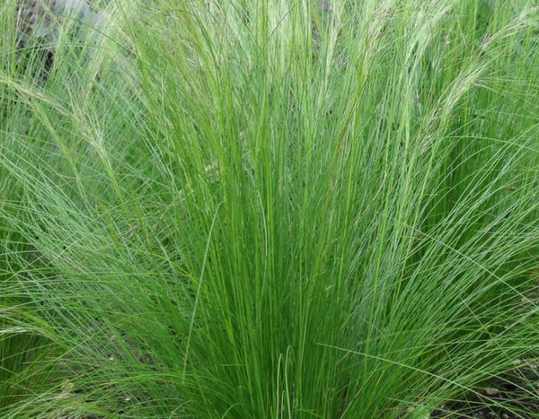 Grassen: vedergras of Stipa tenuifolia, wat doe je ermee?
