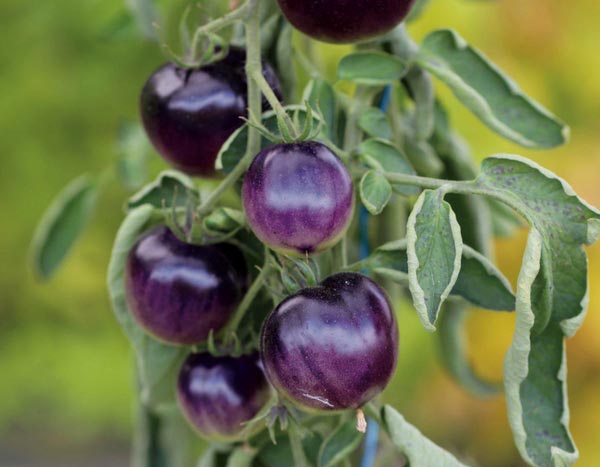 10 bijzondere tomaten om je vrienden te verrassen