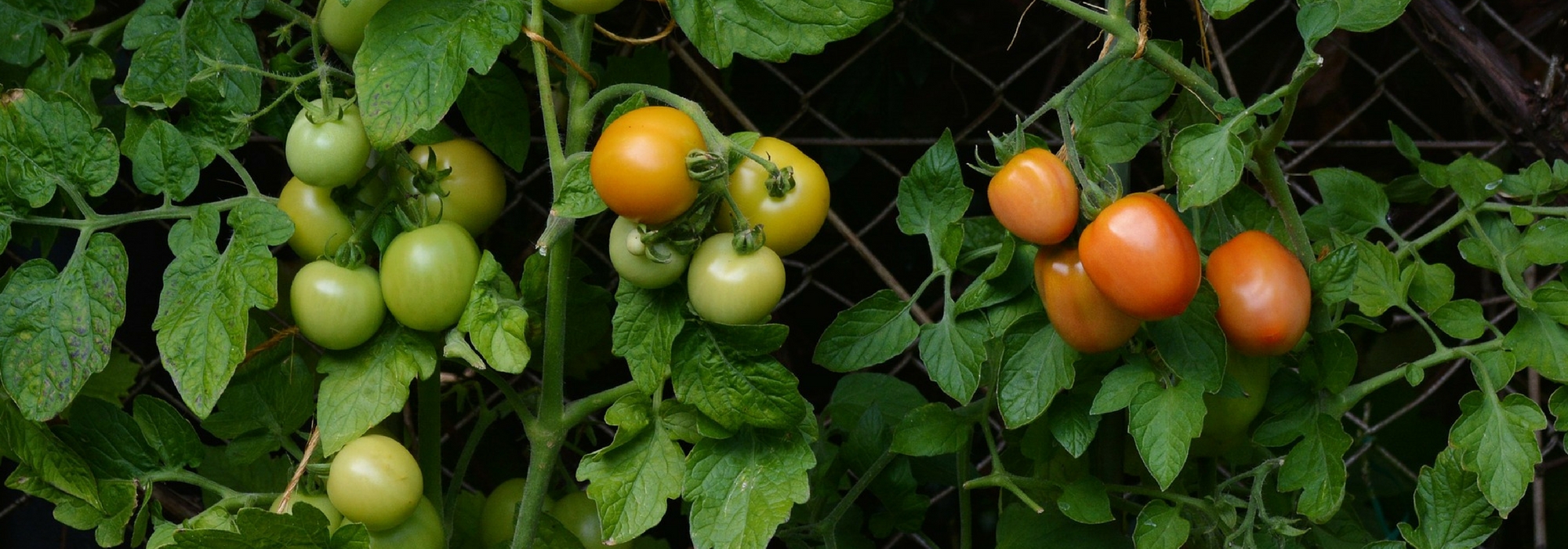 Een tomatenkooi maken - handleiding