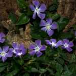 10 wintergroene bodembedekkers voor je tuin!