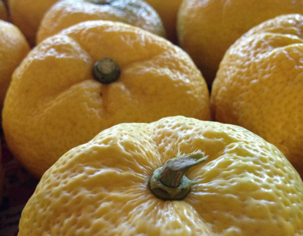 Yuzu: een zeer gewilde Japanse citroenboom
