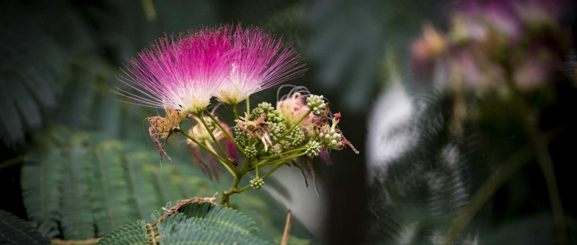 Albizia planten, snoeien en onderhouden