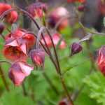 Nagelkruid (Geum): planten, telen en verzorgen