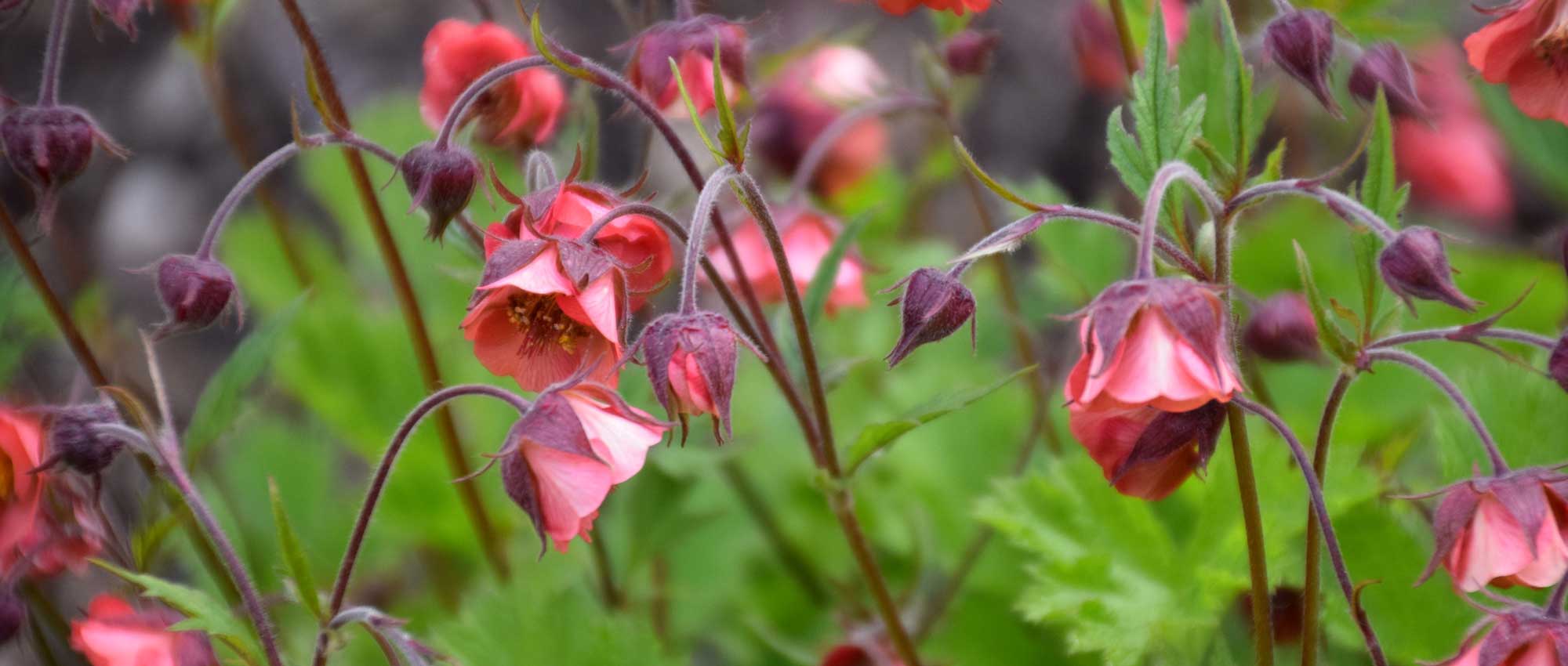 Nagelkruid (Geum): planten, telen en verzorgen