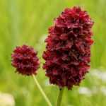 Pimpernel (Sanguisorba): planten, kweken en verzorgen
