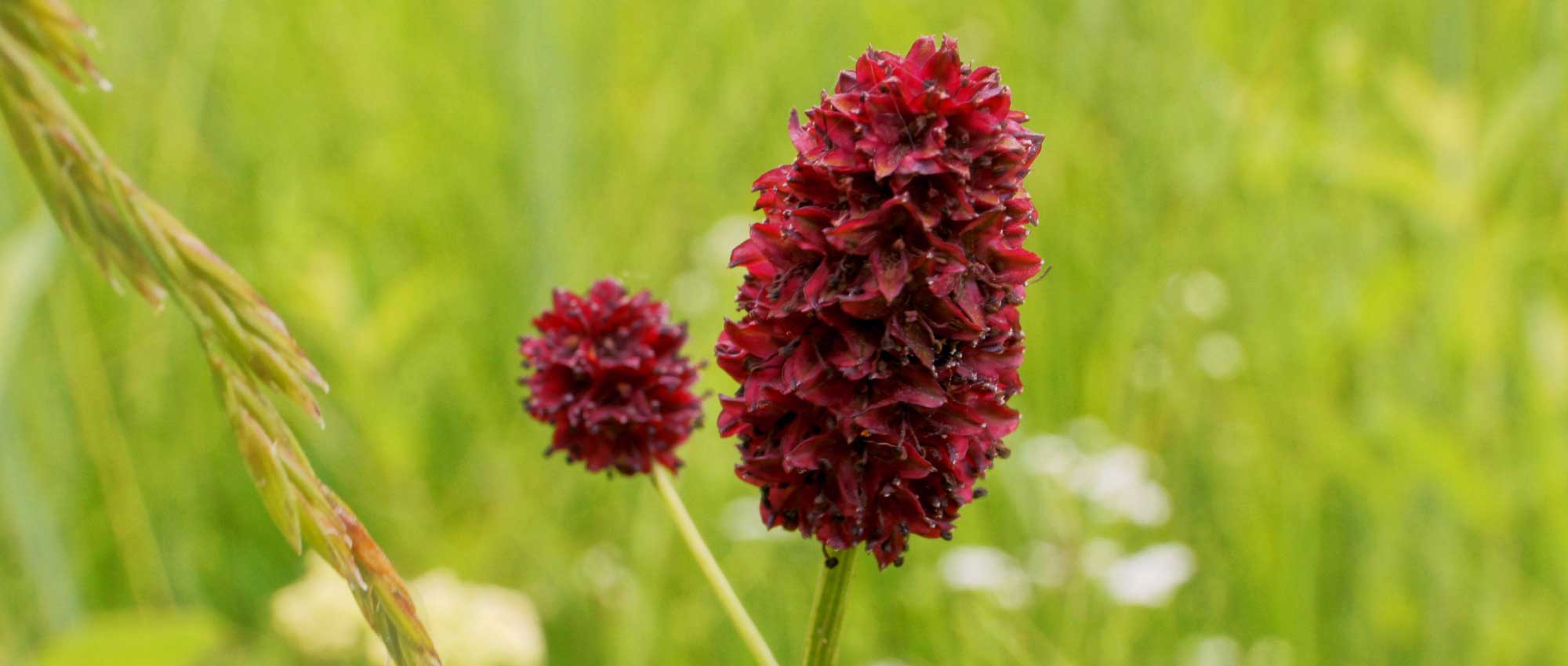 Pimpernel (Sanguisorba): planten, kweken en verzorgen