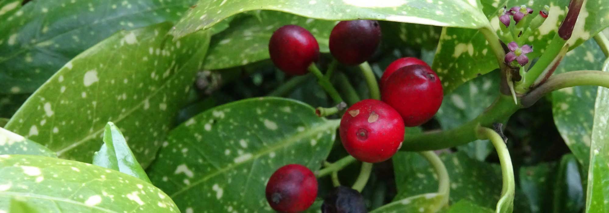 Aucuba planten, snoeien en verzorgen