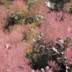 Cotinus, pruikenboom: planten, snoeien en verzorgen