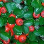 Cotoneaster planten, snoeien en verzorgen