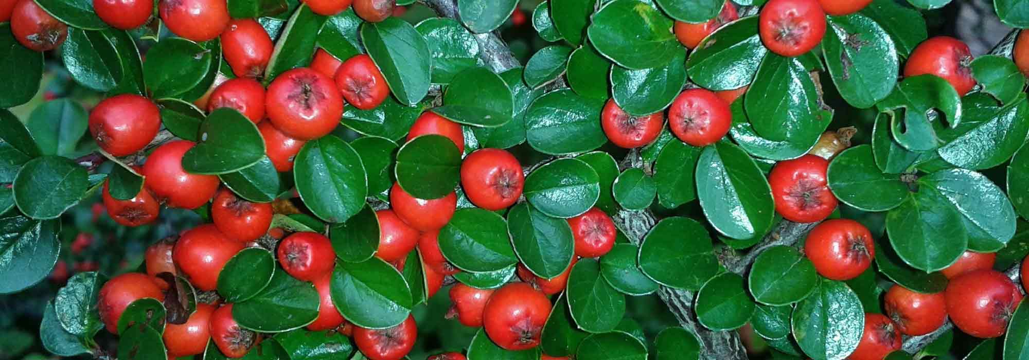 Cotoneaster planten, snoeien en verzorgen