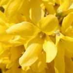 Forsythia planten, snoeien en onderhouden