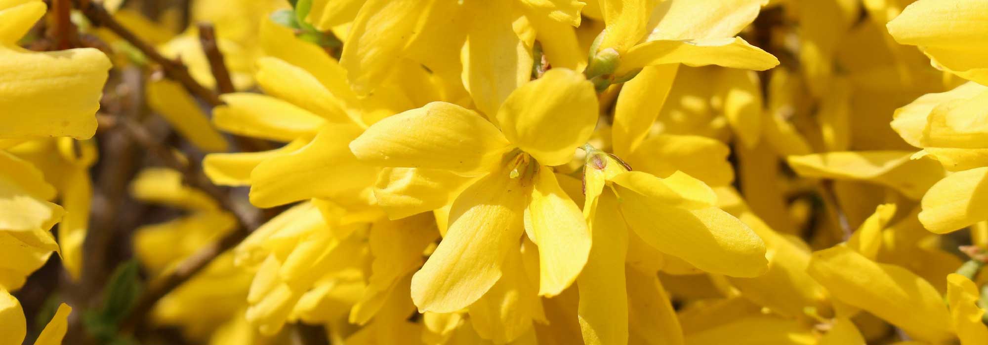 Forsythia planten, snoeien en onderhouden