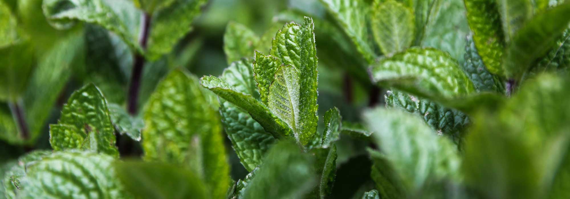Munt: planten, telen en stekken
