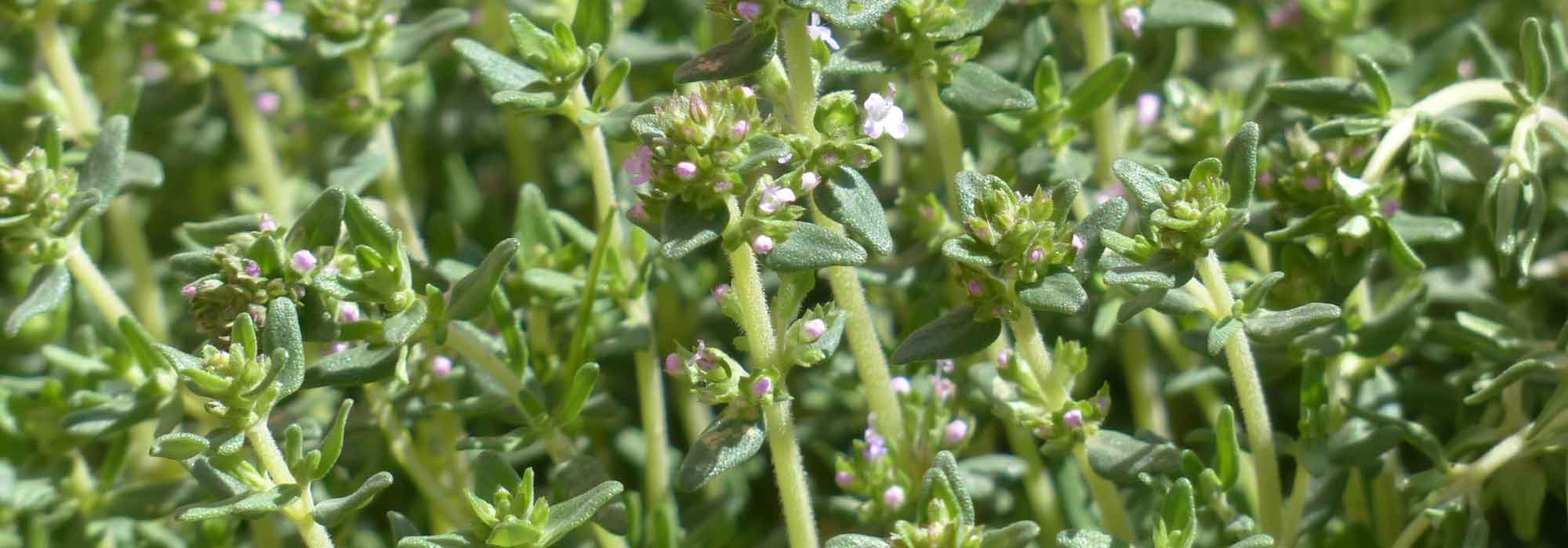 Tijm: telen, planten en snoeien