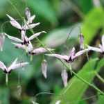 Epimedium, elfenbloem: planten, telen en onderhouden